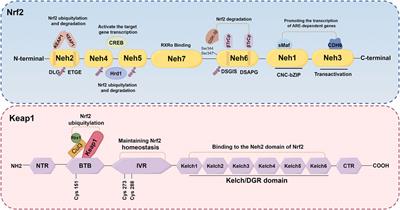 Isoliquiritigenin as a modulator of the Nrf2 signaling pathway: potential therapeutic implications